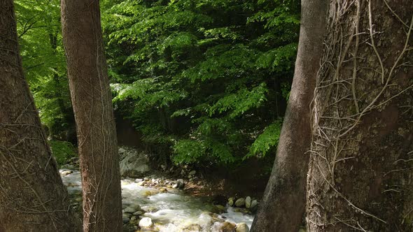 River And Forest