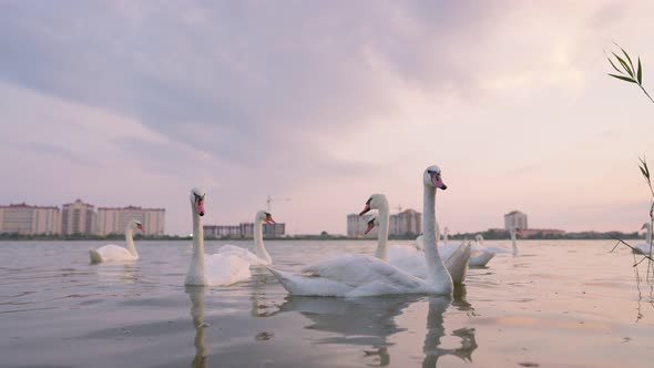 Group of Swans and Other Birds in the Lake Against the Backdrop Beautiful Sunset