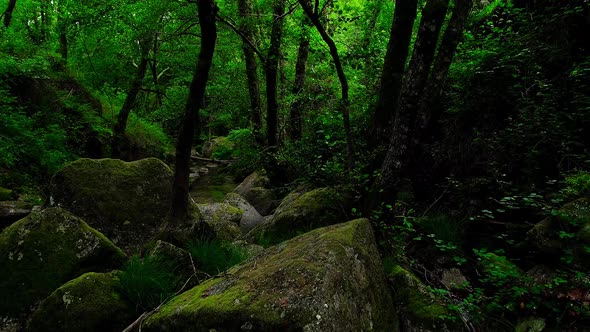 Rain Forest