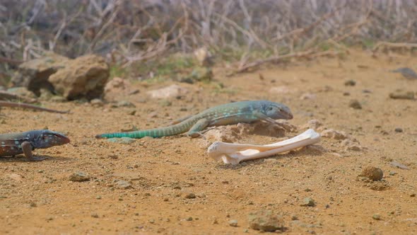 Whiptail lizard or blau blau crawling over bone from dead carcass in arid desert landscape, medium s