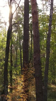 Vertical Video of a Forest in an Autumn Day