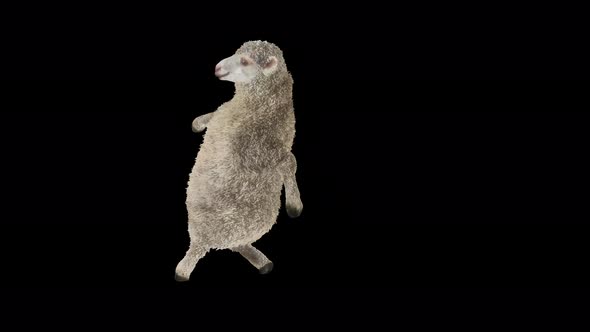 08 Sheep Dancing 4K