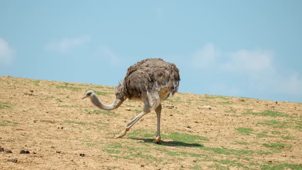 Ostrich Pecking Food On The Hill With Blue Sky In The Background At Anseong Farmland. - static