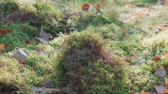 Medium Shot of Plants That Grew on an Old Stump