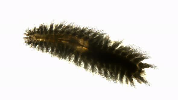 a Worm of the Chrysopetalidae Family Under a Microscope, Class Polychaeta, Possibly the Genus