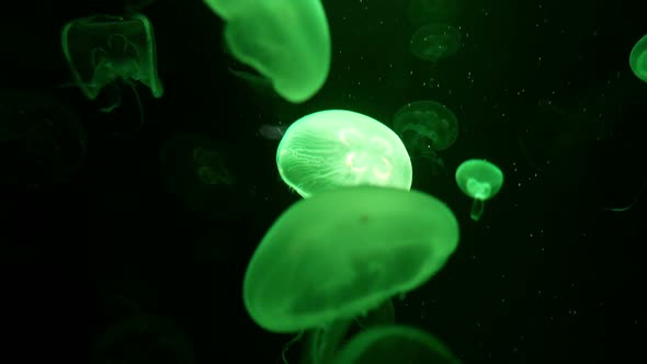 Jellyfish Floating In Water