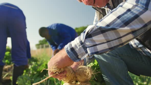 Mature man working on farm