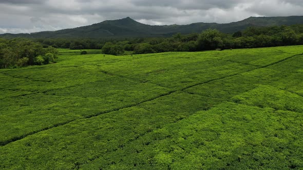 Tea Plantation on the Island of Mauritius