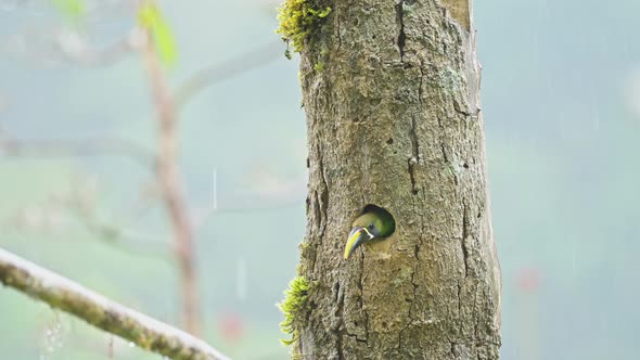 Costa Rica Colourful Birds, Emerald Toucanet (aulacorhynchus prasinus), a Beautiful Green Exotic Bir