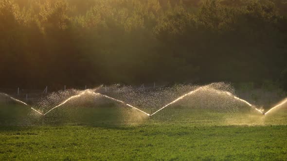 Irrigation Water Is Spraying Green Field.