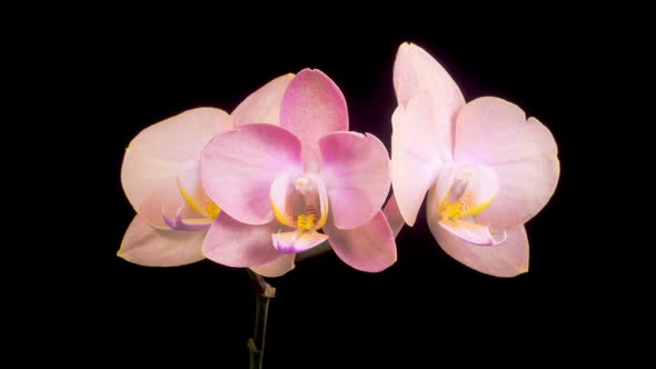 Opening Beautiful Peach Orchid Phalaenopsis Flower