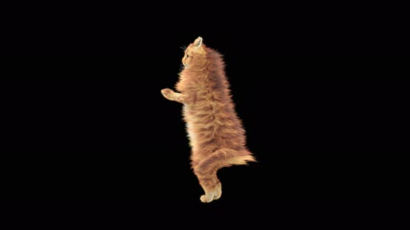 Cat Dancing 4K