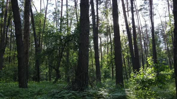 Beautiful Green Forest on a Summer Day Slow Motion