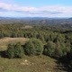 Forest drone footage - VideoHive Item for Sale