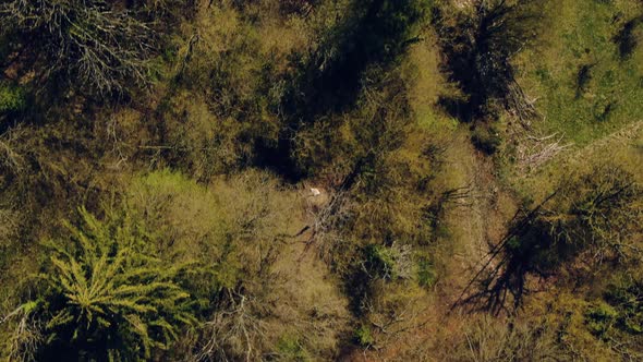 Top view of the Trees