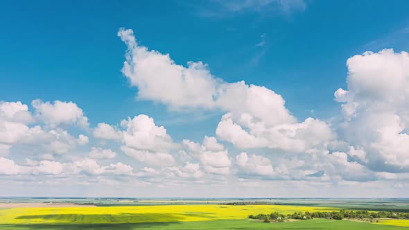 Aerial View Of Agricultural Landscape With Flowering Blooming Rapeseed Oilseed In Field Meadow In