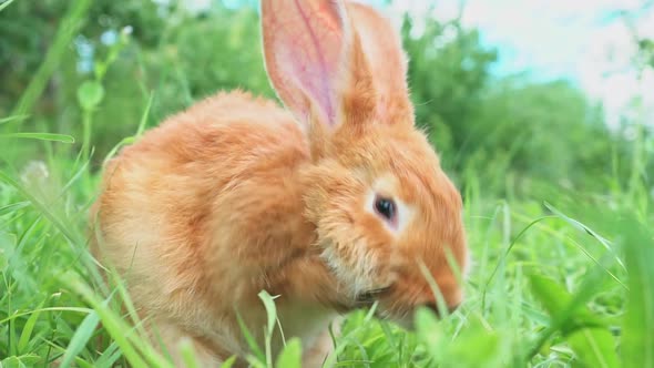 A Pastel Red Fluffy Rabbit on a Sunny Green Meadow in the Spring Season Washes Its Muzzle with Its