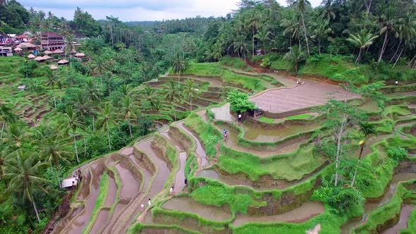 Aerial View of Tegallalang Rice Terraces, Bali, Indonesia