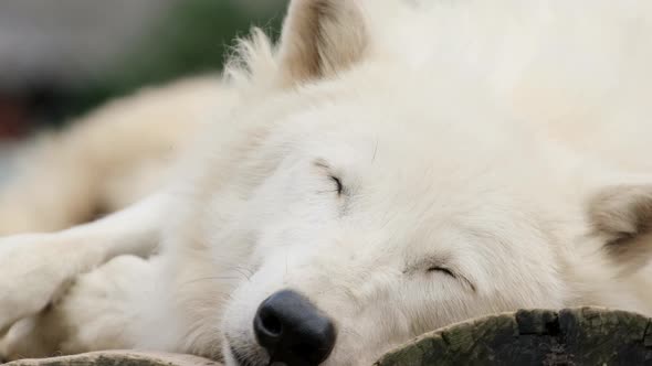 An old arctic white wolf is sleeping. Wolf close up