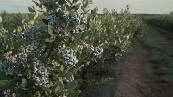 Fresh and Ripe Organic Bunches of Large Blueberries Grow on the Berry Plantation on a Summer Day