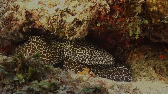 Wide angle shot of a honeycomb moray eel curled up under a rock in the Maldives.
