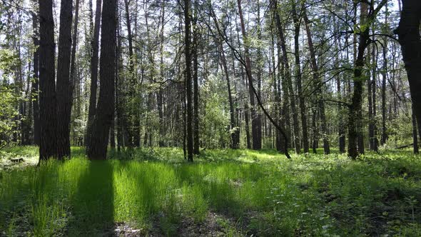 Green Forest During the Day Aerial View