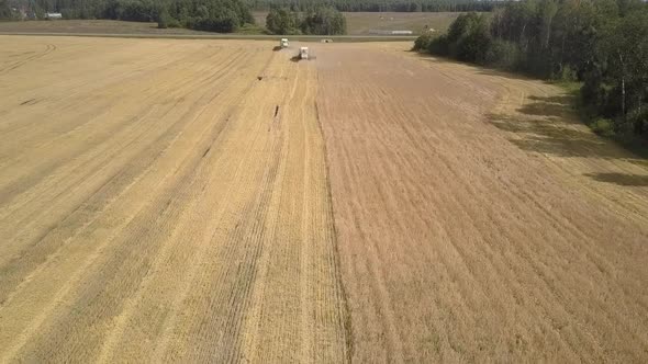 Aerial View Modern Combines Gather Wheat and Throw Straw