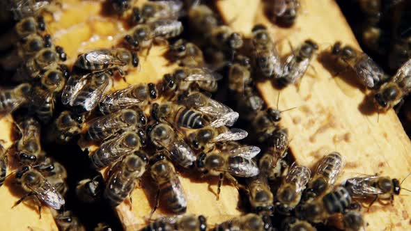 Close-up of honey bee frames covered with bees