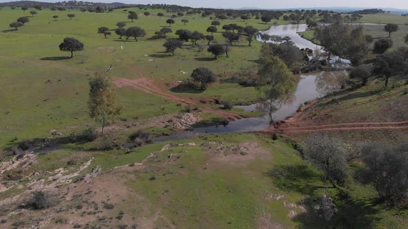 A closeup of beautiful starks in flight over a river in a lightly forested grassland.