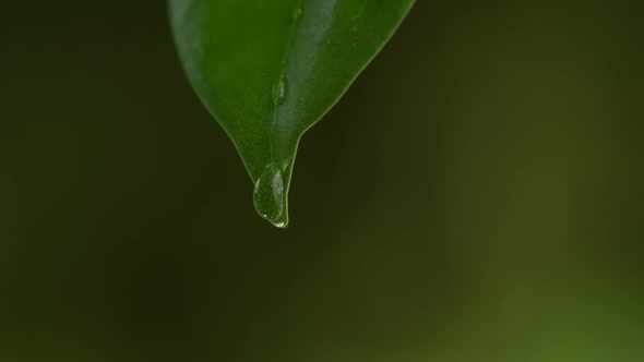 Water Drops on a Leaf 60