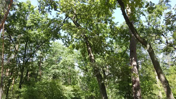 Forest with Trees on a Summer Day Slow Motion