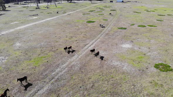 Aerial View of Grassland with Horses