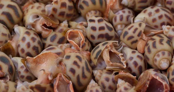 Sea snail close up