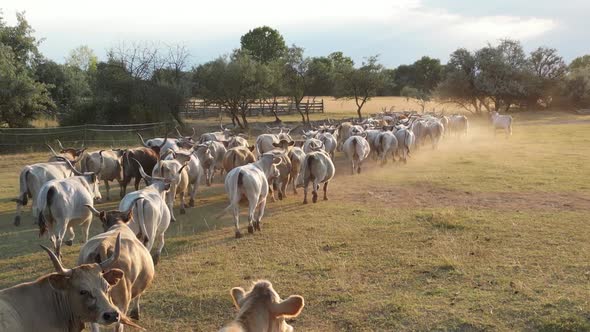 Cow Herd 07