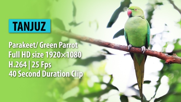 Parakeet/ Green Parrot