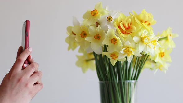 Woman's Hands Taking Mobile Photo of Beautiful Yellow Daffodils Flowers