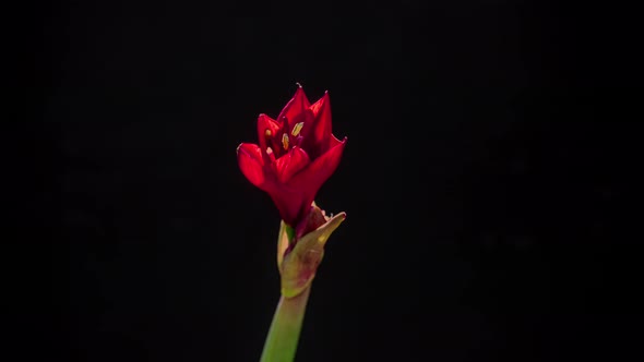 The Flower of the Red Hippeastrum Blooms Timelapse