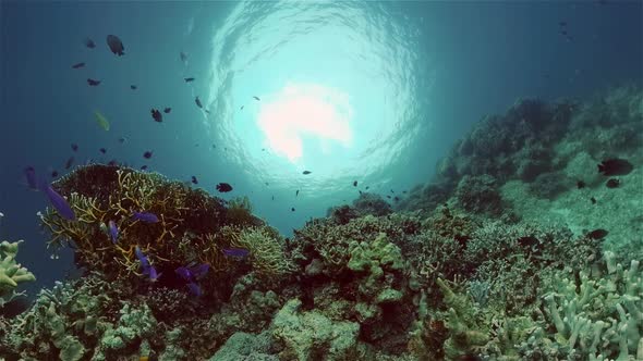 The Underwater World of a Coral Reef