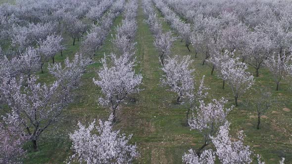 Aerial view of apricot tree and plum tree in field. Spring time . Springtime icon.