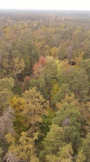 Vertical Video Forest with Trees in the Fall