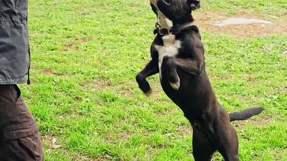 Super slow motion of a black dog catching a tennis ball