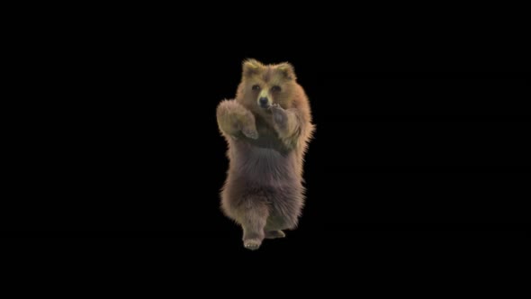 119 Bear Dancing HD