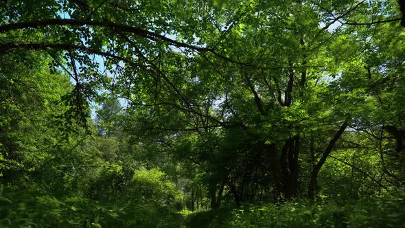 Beautiful and calm forest