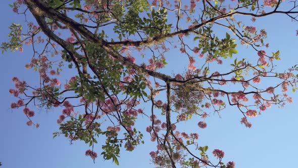 Blooming tree of rose Lapacho or Tajy, under a blue sky