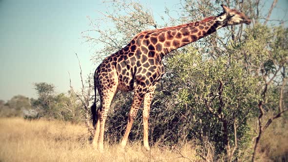 A very rare black giraffe walking freely in africa
