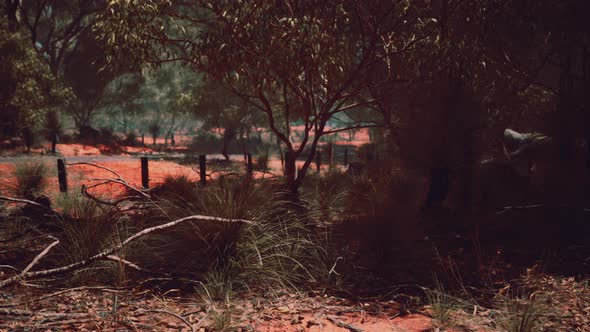 Red Sand Bush with Trees alt