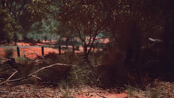Red Sand Bush with Trees