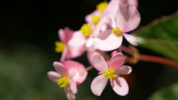 Pink garden flowers in 4K UHD 2160p close-up footage - Pink flowers in the garden outdoor 4K 3840X21