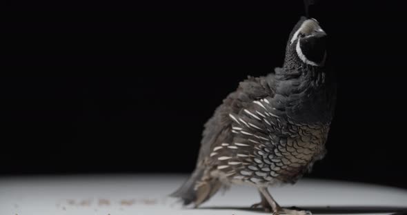 Cute Little Bird with a Tuft on Its Head California Quail Studio Footage