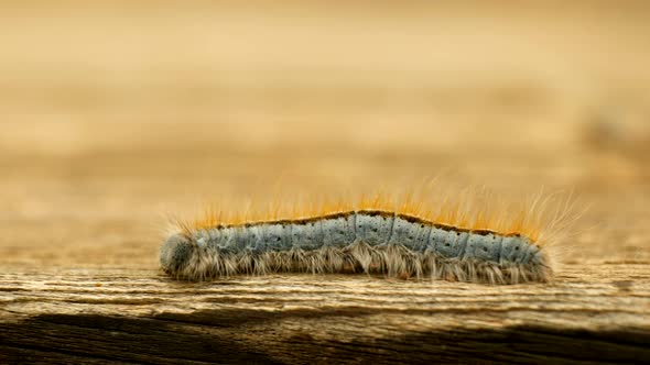 Extreme macro close up and extreme slow motion of a Western Tent Caterpillar moth walking on a wood